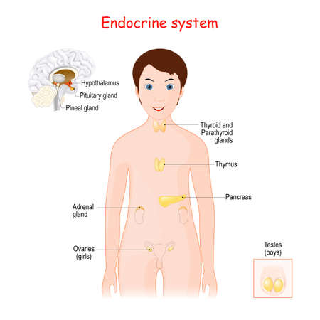 Human endocrine system for kids. Cute smiling girl with Adrenal, Thyroid and Parathyroid glands, uterus, Pancreas, Thymus, Hypothalamus, Pituitary and Pineal glands. Cross section of brain. poster for educational use. Vector illustration