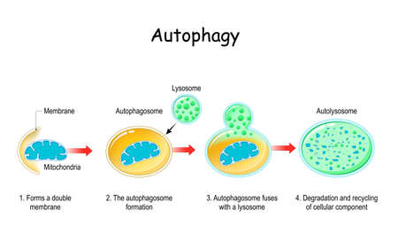 Autophagy steps. Schematic diagram. Natural mechanism in the cell that removes unnecessary...