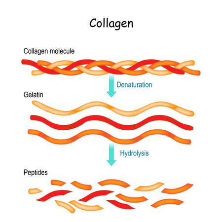 Collagen Hydrolysis and Denaturation. from Collagen molecule to Gelatin and peptides.のイラスト素材