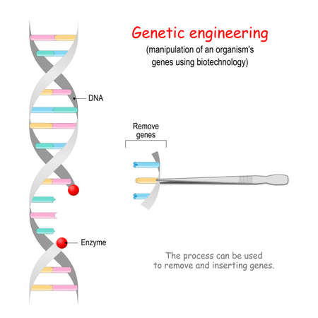 Genetic engineering. remove genes from DNA. CRISPR. Process can be used to inserting and remove genes. genome editingのイラスト素材