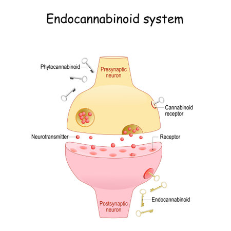 cannabinoid. and Endocannabinoid system. pharmacological effects of cannabis. Two neurons with receptors for keys (cannabinoid and endocannabinoid). neurotransmitter in synaptic cleft.のイラスト素材