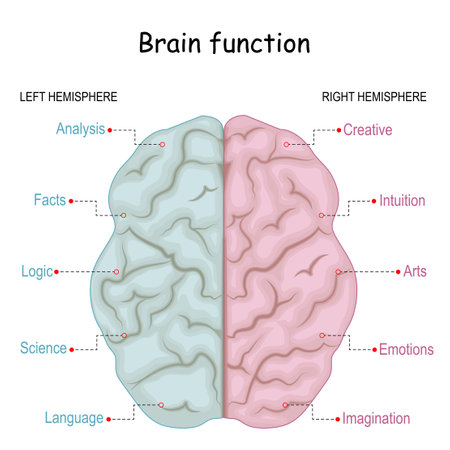 Brain function. left analytical and right creative of Cerebral hemispheres. Creative part and logical part of human's brainのイラスト素材