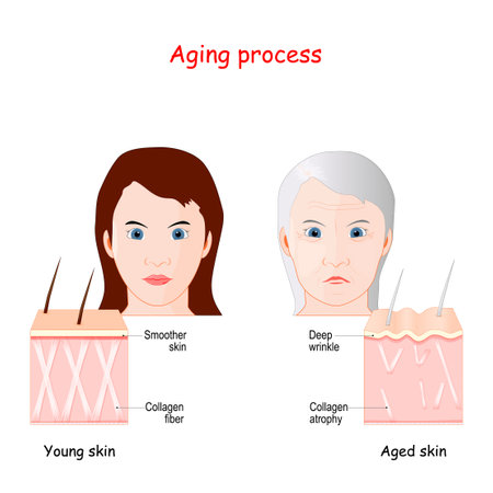 Vector of Aging process. comparison of - ID:1-161807314 - Royalty Free ...