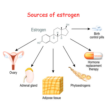 Sources of estrogen in women. From ovary, adipose tissue, and adrenal gland to phytoestrogens, contraceptive, and hormone pills. Vector illustrationのイラスト素材