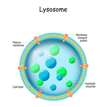 Lysosome. Anatomy of the Lysosome: Hydrolytic enzymes, Membrane and transport proteins. organelle use the enzymes to break down and digest food particles, engulfed viruses or bacteria in the cell. Vector illustrationのイラスト素材