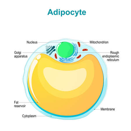 Fat cell anatomy. Adipocyte structure. Vector illustrationのイラスト素材