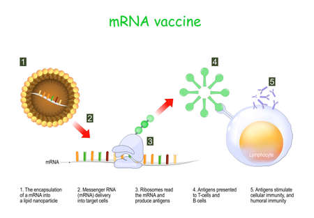 mRNA vaccine. The encapsulation of a Messenger RNA into a lipid nanoparticle and delivery into target cells. Ribosomes read the mRNA and produce antigens that presented to T-cells and B cells that stimulate cellular and humoral immunityのイラスト素材