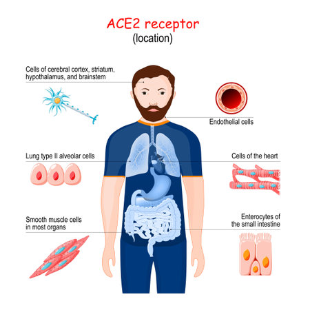ACE2 receptor location . Angiotensin converting enzyme.のイラスト素材