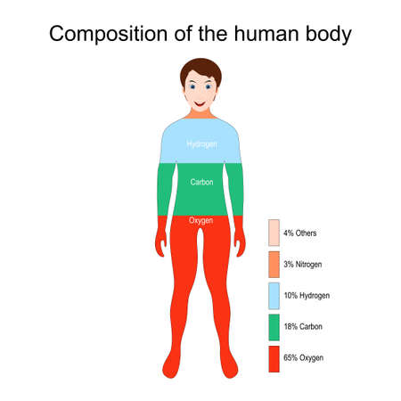 The main elements that compose the human body (Oxygen, Carbon, Hydrogen and Nitrogen). Percentage. Vector illustration for educationのイラスト素材