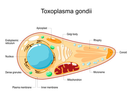 Toxoplasma gondii. Cell Structure and anatomy. Vector illustration. flat style. Toxoplasma is an obligate intracellular, parasitic protozoan that causes the disease toxoplasmosisのイラスト素材