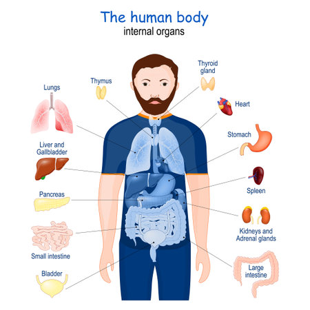 human body. internal organs. diagram. Poster with infographic about human's Anatomy. icons and definitions vector illustrationのイラスト素材
