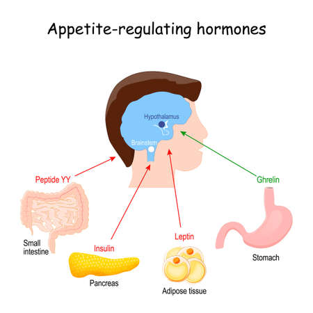 Leptin, ghrelin, insulin and Peptide YY. hormones that regulate metabolism, appetite, satiety and hunger. vector illustrationのイラスト素材