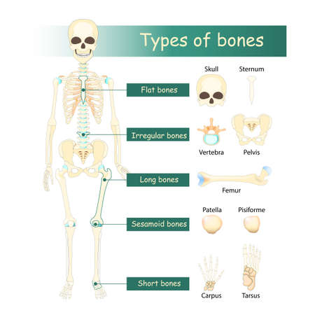 Bones types of Human skeleton: Flat, Long, Short, Sesamoid and Irregular bone. Classification of bones by shape.のイラスト素材