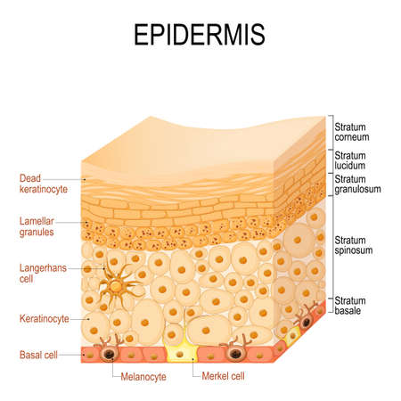 epidermis anatomy. layers and Cell structure of the human skin. Close-up of epidermis. Vector illustrationのイラスト素材