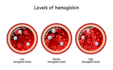 hemoglobin level. Cross section of blood vessel with red blood cells. Vector illustration....