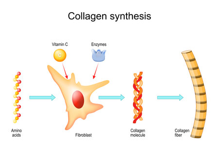 Collagen synthesis with Vitamin C and Enzymes. From Fibroblast and Amino acids to Collagen fiber that comprises molecules of protein. Vectorのイラスト素材