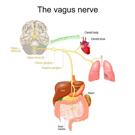 vagus nerve. parasympathetic nervous system. Medical diagram. Vector illustration to explain about human's nerve system.のイラスト素材