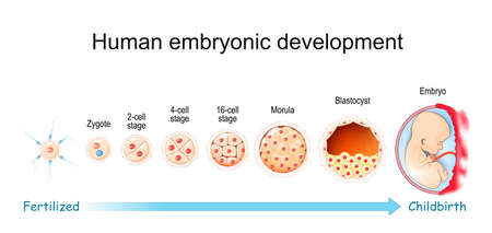Human embryonic development. From Fertilization to Childbirth. Zygote, Morula, Blastocyst and Embryo stage. Vector poster for education and medical useのイラスト素材