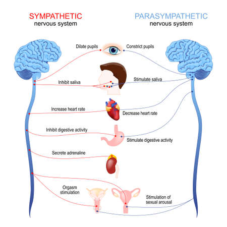 Sympathetic and parasympathetic nervous system. Difference and comparison. diagram with connected inner organs, brain and spinal cord. Educational guide of human anatomy. vector posterのイラスト素材