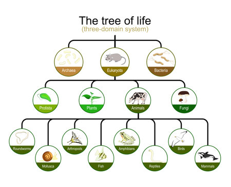 Taxonomy. classification of tree of life. three-domain system. Phylogenetic and symbiogenetic tree of living organisms. origins of Archaea, eukaryotes and prokaryotes. Vector infographics for educationのイラスト素材