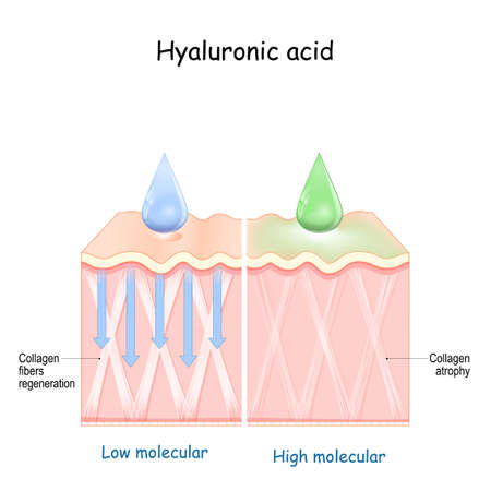 Hyaluronic acid. skin rejuvenation with help of skin-care products. Low molecular and High molecularのイラスト素材