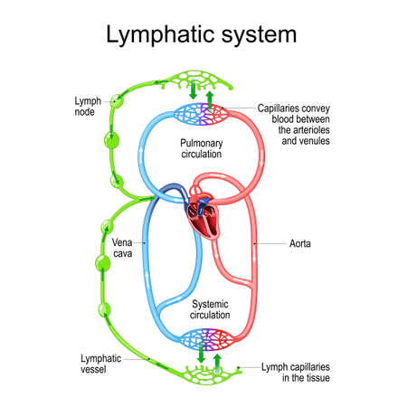 Lymphatic circulation system. parts of immune and Circulatory system. lymph node, blood vessel, Capillaries and heart. vector illustration. human anatomy. medical explanation.のイラスト素材