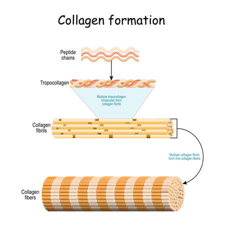 Collagen formation. From Peptide chains to Multiple tropocollagen molecules that form collagen fibrils. Multiple fibrils form into collagen fibers. Vector illustrationのイラスト素材