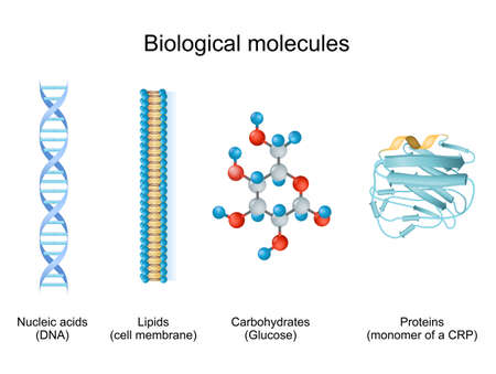 biomolecule is molecules present in live organisms. Types of biological molecule: Carbohydrates, Lipids, Nucleic acids and Proteins. biomolecule for example of Glucose, cell membrane, DNA, and monomer of a CRP.のイラスト素材