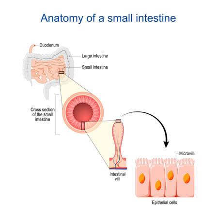 small intestine Anatomy. Cross section of an ileum with Internal villi. Close-up of Epithelial cells with Microvilli. vector illustrationのイラスト素材