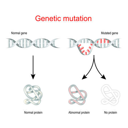 Genetic mutation and protein synthesis. Normal gene and Mutated DNA. vector illustration
