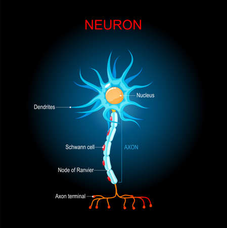 brain neuron structure. Biological Anatomy of neuron cell. cell body, dendrites, and a single axon. neurons on dark background. vector diagram for education, medical, science useのイラスト素材
