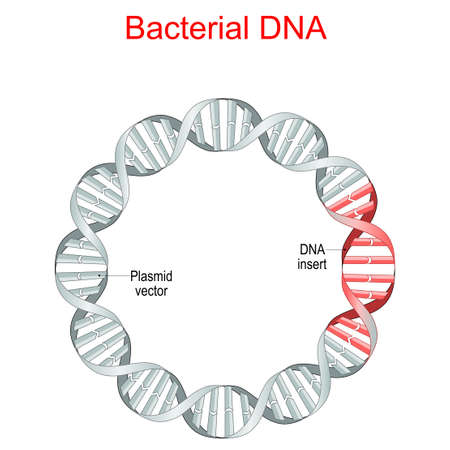 bacterial DNA. plasmid is a small, extrachromosomal DNA molecule. Plasmid vector, insert of recombinant DNA sequences. genetic engineering. antibiotic resistanceのイラスト素材
