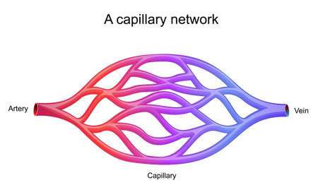 capillary network. smallest blood vessels they convey blood between the arterioles and venules. vector illustrationのイラスト素材