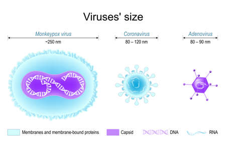 Comparison of viruses' size. monkeypox, SARS CoV-2 or coronavirus, and adenovirus. Different structure of viruses: Membrane proteins, capsids, DNA and RNA. vector posterのイラスト素材