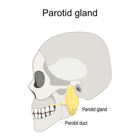 Location of the left parotid gland in humans. Humans skull with salivary gland and parotid duct. vector illustrationのイラスト素材