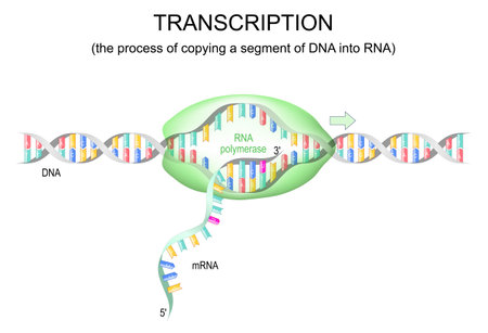transcription dna to mrna. RNA polymerase for dna replication. vector illustrationのイラスト素材