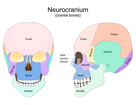 Human skull from the front and side view. neurocranium. cranial bones. Vector poster for medical, and education useのイラスト素材