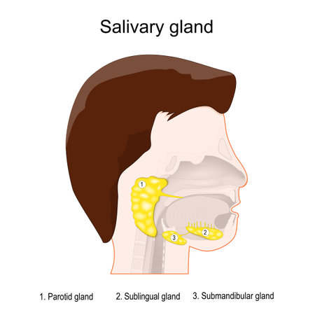 salivary glands anatomy. Human's head with three main paired salivary glands: Parotid, Submandibular, and Sublingual. exocrine glands that produce saliva through a system of ducts. vector poster