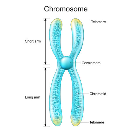 Structure of Chromosome. genetic material that is packed into a Chromatid, Centromere, Short and Long arms. metaphase. transparent Chromosome with glowing effect. vector posterのイラスト素材