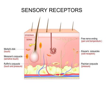 skin sensory receptors. Cross section of human skin layers with Free nerve ending, Merkel's disk, Pacinian, Ruffini's, Krause's, and Meissner's corpuscles. vector illustration
