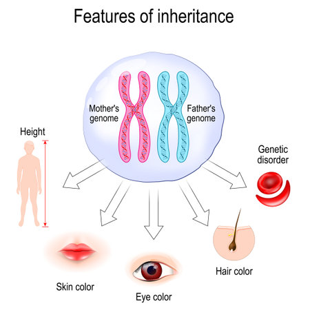 Features of inheritance. chromosome theory of inheritance. Cell with parents genome and track the inheritance patterns of traits like Skin, Hair and Eye color, Genetic disorder and height. Mendel's law about Segregation, Independent Assortment and Principle of Dominance. vector posterのイラスト素材