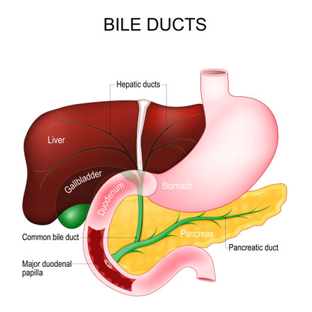 Bile ducts. Bile is secreted by the liver into gallbladder and form the common bile duct which then opens into the intestine. Human's digestive system. vector diagram