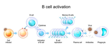 Activation of B cell leukocytes. transparent realistic cells of Adaptive and Innate immune system. vector posterのイラスト素材