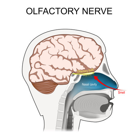 olfactory nerve. location of the first cranial nerve. Cross section of a human head with brain, nasal cavity, olfactory bulb, and smell receptors relating to the sense of smell. vector posterのイラスト素材