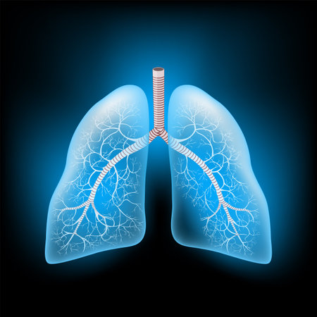Lungs with glowing effect. Realistic transparent blue Lungs on dark background. human respiratory system. Image for healthcare design. vector illustrationのイラスト素材