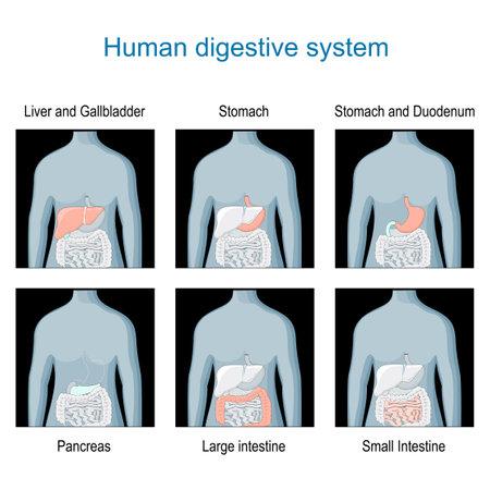 Digestive system. Set icons with highlighted of internal organs on the dark human silhouette. human anatomy. diagram about location of organs of gastrointestinal tract: pancreas, Stomach and Duodenum, Liver and Gallbladder, Small and Large intestine. Flat vector illustration like X-ray imageのイラスト素材