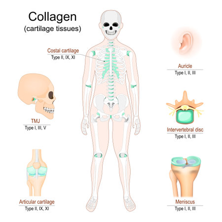 Types Collagen in cartilage tissues. Human skeleton with Costal cartilage. Parts of human body that have collagen: skull, knee, Auricle, Intervertebral disc and Meniscus. vector infographics.のイラスト素材
