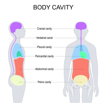 body cavities. dorsal and ventral body cavities for internal organs or viscera. labeled vector illustration. front and side view of a human silhouette.のイラスト素材