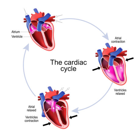 Phases of the Cardiac Cycle. Cross section of the Human heart. vector illustration