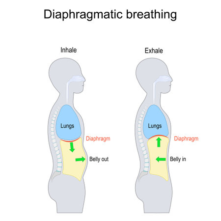 Diaphragmatic breathing. abdominal, belly or deep breathing. side view of human body with Diaphragm, Lungs cavity and Belly. Inhale and Exhale. vector illustration. isolated on white background.のイラスト素材